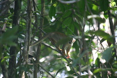 Saimiri sciureus