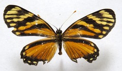 Eresia ithomioides alsina