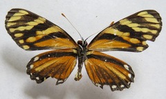 Eresia ithomioides alsina
