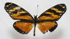 Eresia ithomioides alsina