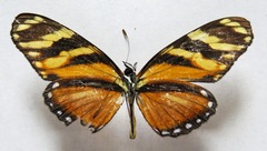 Eresia ithomioides alsina