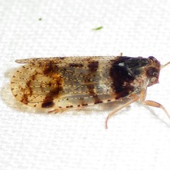 Cixius nervosus