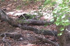 Meleagris gallopavo mexicana