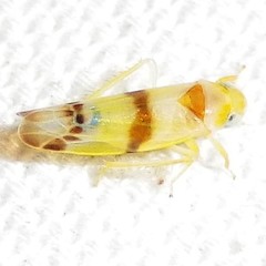 Empoa gillettei
