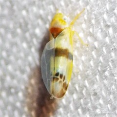 Empoa gillettei