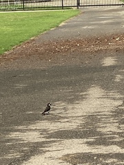 Melanerpes formicivorus