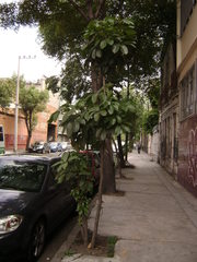 Heptapleurum actinophyllum