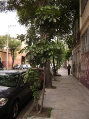 Heptapleurum actinophyllum