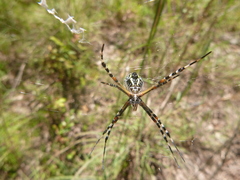 Argiope florida
