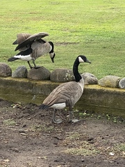 Branta canadensis