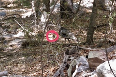 Meleagris gallopavo mexicana