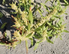 Rumex maritimus