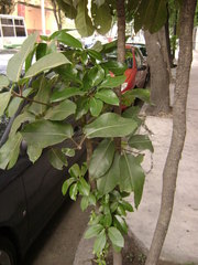 Heptapleurum actinophyllum