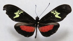 Heliconius hortense