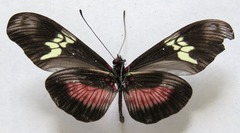Heliconius hortense