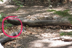 Meleagris gallopavo mexicana