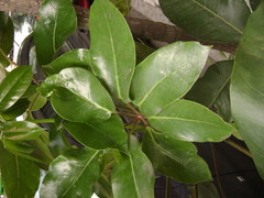 Heptapleurum actinophyllum