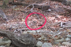 Meleagris gallopavo mexicana