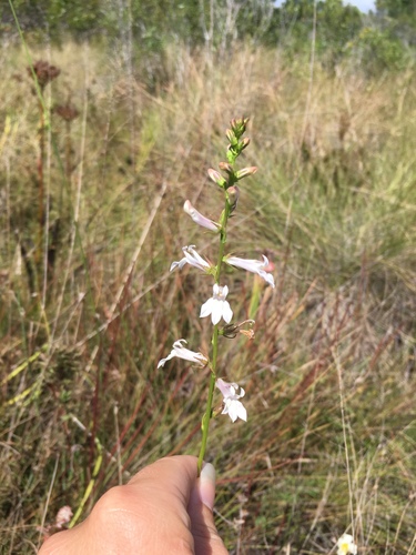 Lobelia floridana image