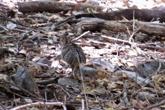 Meleagris gallopavo mexicana