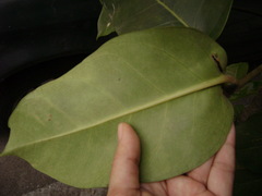 Heptapleurum actinophyllum