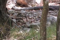 Meleagris gallopavo mexicana