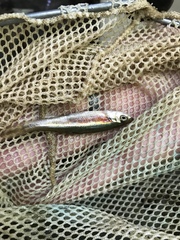 Clinostomus elongatus