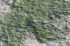 Zostera capensis