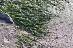 Zostera capensis