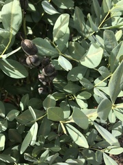 Baptisia sphaerocarpa