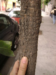 Heptapleurum actinophyllum