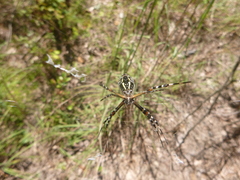 Argiope florida