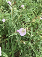 Sphaeralcea angustifolia