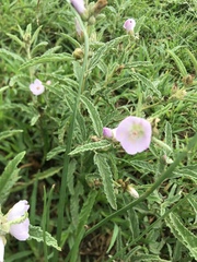 Sphaeralcea angustifolia