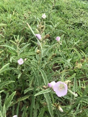 Sphaeralcea angustifolia