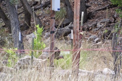 Meleagris gallopavo mexicana