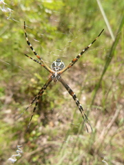 Argiope florida