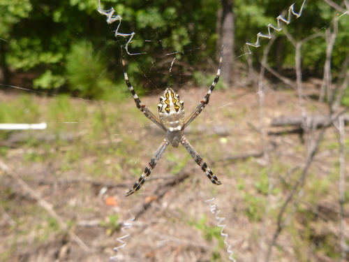 Florida Garden Spider photo 4