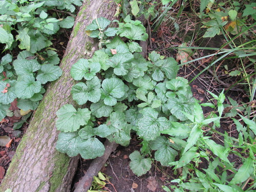 Raudonoji žiognagė nuotrauka