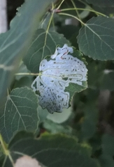 Phyllocnistis labyrinthella