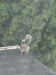 Sciurus carolinensis