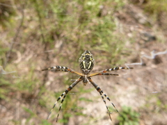 Argiope florida