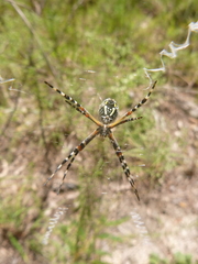 Argiope florida