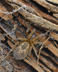 Amaurobius fenestralis