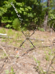 Argiope florida