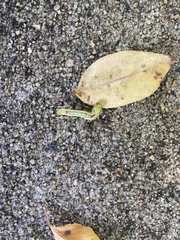 Lepidoptera