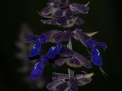 Salvia zaragozana
