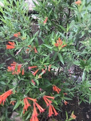 Bouvardia ternifolia