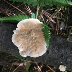 Polyporaceae