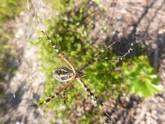 Argiope florida